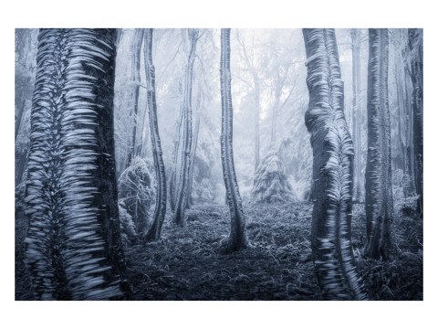 gefrorene Bäume Foto