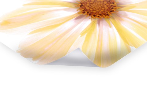 Photos de fleurs jaunes