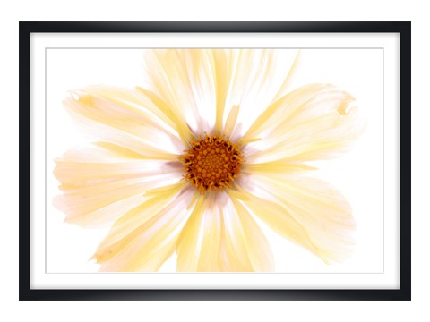 Photos de fleurs jaunes