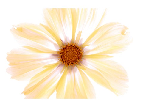 Photos de fleurs jaunes