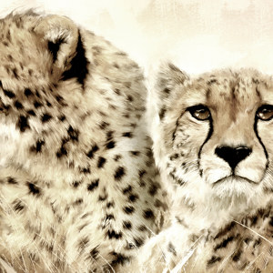 Gepard Bild