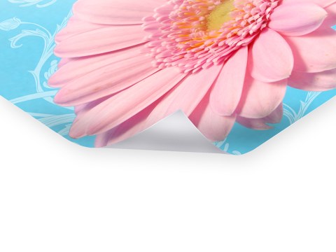 Gerbera Bild
