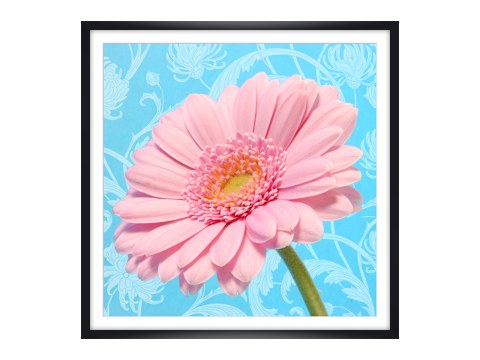 Gerbera Bild