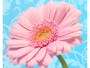 Gerbera Bild