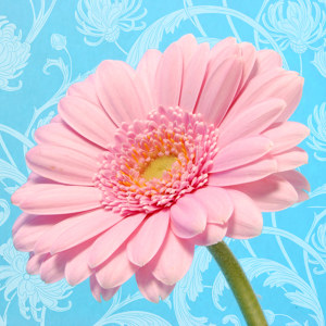 gerbera foto