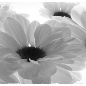 photos de gerbera