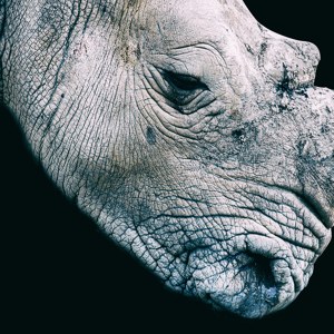 Gigantischer Hornträger