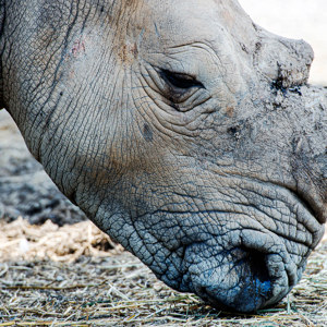 Gigantischer Hornträger