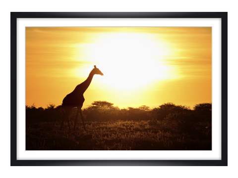 Giraffe im Sonnenuntergang