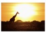 Giraffe im Sonnenuntergang