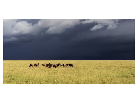 Serengeti Foto