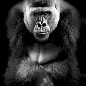 Gorilla Foto