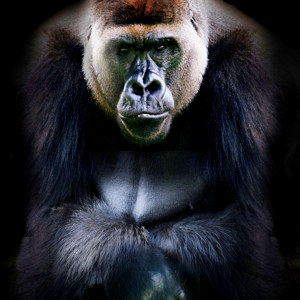 photo de gorille