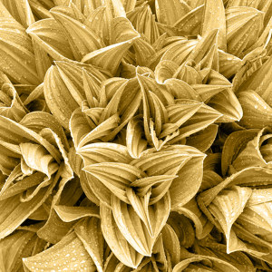 Gruener Blaetterwald