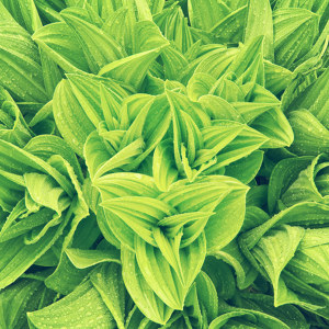 Gruener Blaetterwald