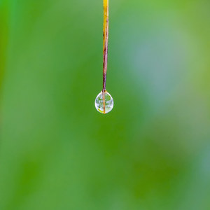 Foto hängender Tropfen