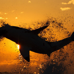 photos de requins