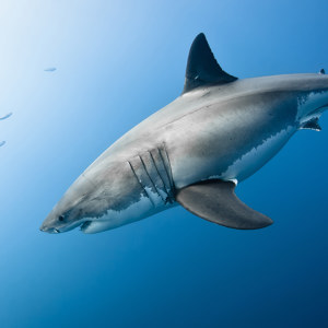 photo de requin