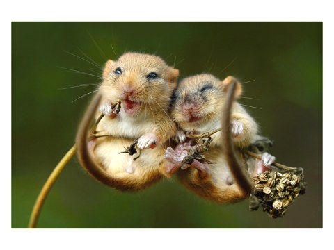 Haselmäuse Foto