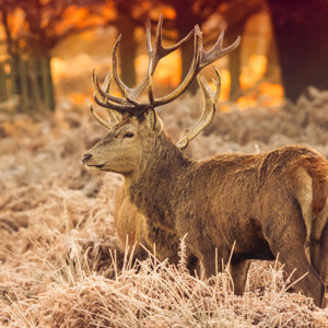 Hirsch bei Sonnenaufgang