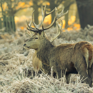 Hirsch bei Sonnenaufgang