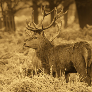 Hirsch bei Sonnenaufgang