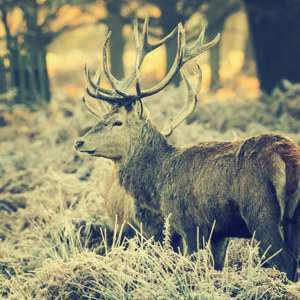 Hirsch bei Sonnenaufgang