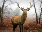 Images d'un cerf