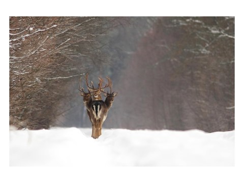 Hirsche Motiv