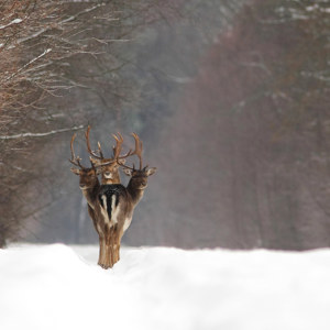 Images de cerfs