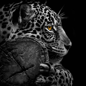 Jaguar Foto