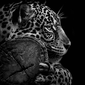 Jaguar Foto