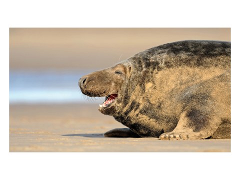 Lachende Robbe