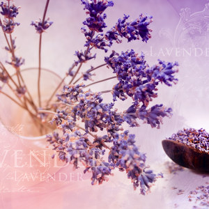 Lavendel Motiv