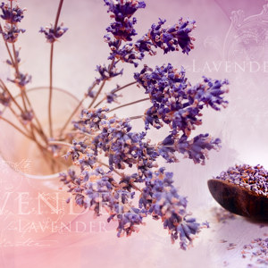Lavendel Motiv