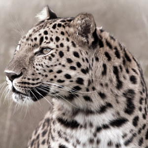 Leopard Bilder