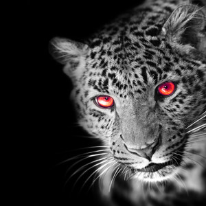 panorama de léopard