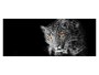 Leopard Panorama