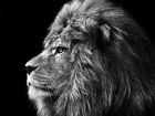 Lion Bilder