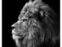 Lion Bilder