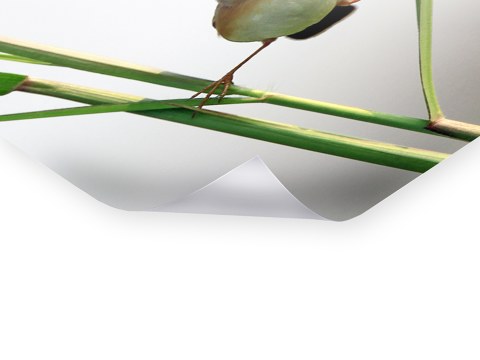 Photo d'oiseau amusant