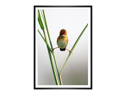 Photo d'oiseau amusant