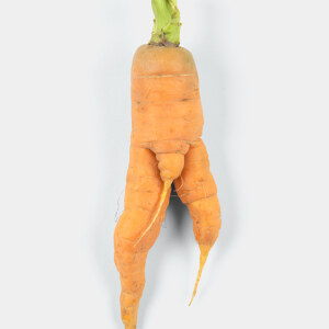 Male Carrot