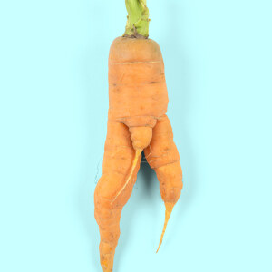 Male Carrot
