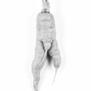 Male Carrot