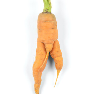 Male Carrot