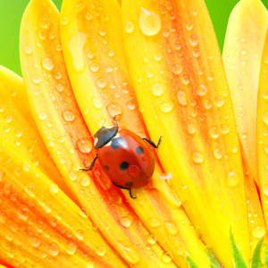 Lieveheersbeestje foto