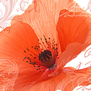 mohn-bilder