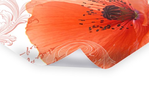 Photos de coquelicot