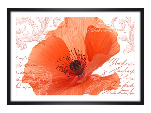 Photos de coquelicot